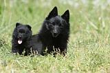 SCHIPPERKE 609